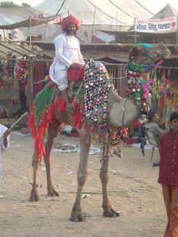 Cammello alla fiera di Pushkar