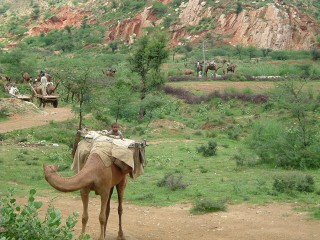 Cammelli in Rajasthan, India