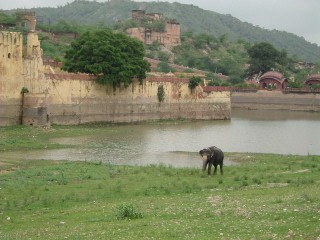 Elefante al forte amber a Jaipur, India