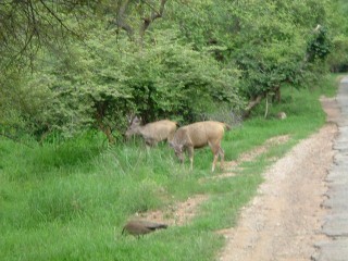 Parco Nazionale di Sariska - Rajasthan, India