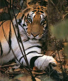 Wildlife Tours India - Tigri, Leopardi, Leoni, Elefanti, Cocodrillo,  Nel paese delle Tigri
