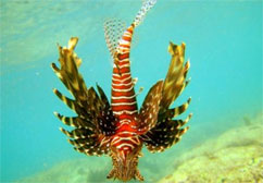 Soggiorno Isole Andamane , India