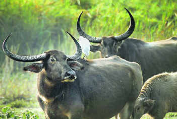 Bufali al parco di Kaziranga - Viaggio India selvaggio nei parchi nazionali