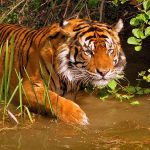 Tigre al parco di Sunderbans, India