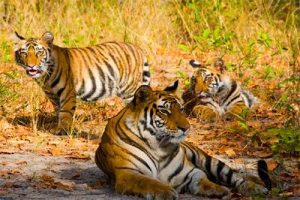 Tigri al Parco Nazionale Bandhavgarh - Madhya Pradesh, India