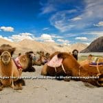 Cammelli valle di Nubra – Gran tour Punjab, Ladakh e Kashmir