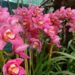 Santuario delle Orchidee a Deorali – Viaggio in Sikkim, India