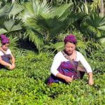 Singpho coltivazione tè – Viaggio tribale in Assam e Meghalaya, India